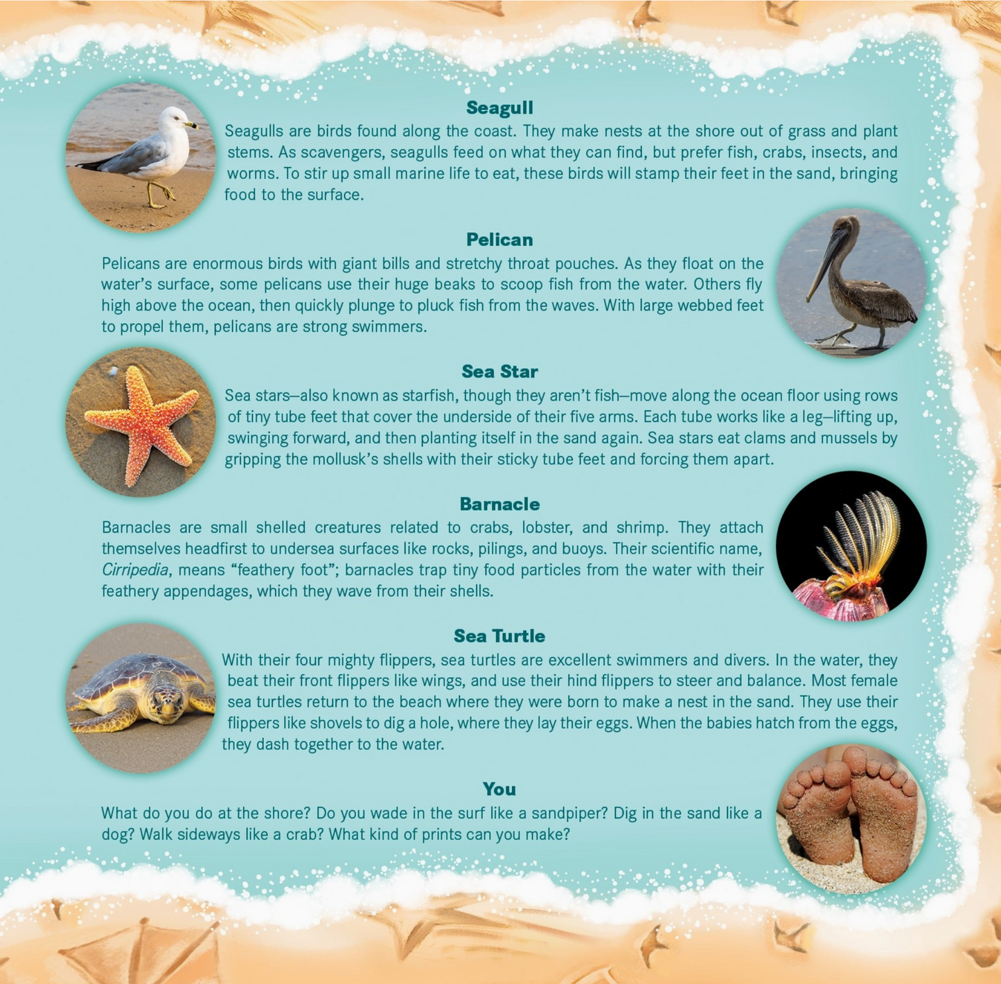 Sandy Feet! Who's Feet? book